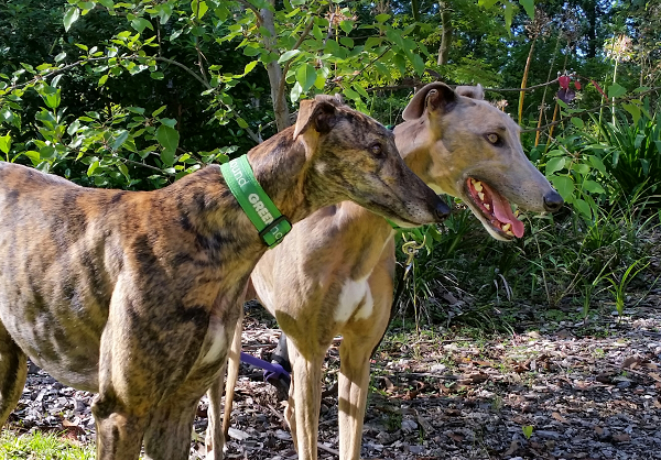 Greyhound off leash sale